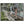 Text watermark