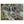 Text watermark