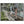 Text watermark