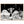 Text watermark